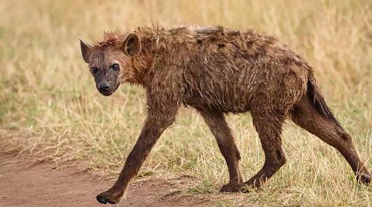 棕鬣狗等,斑鬣狗是体型最大者,体重可达85千克,大约相当于一头豹子的