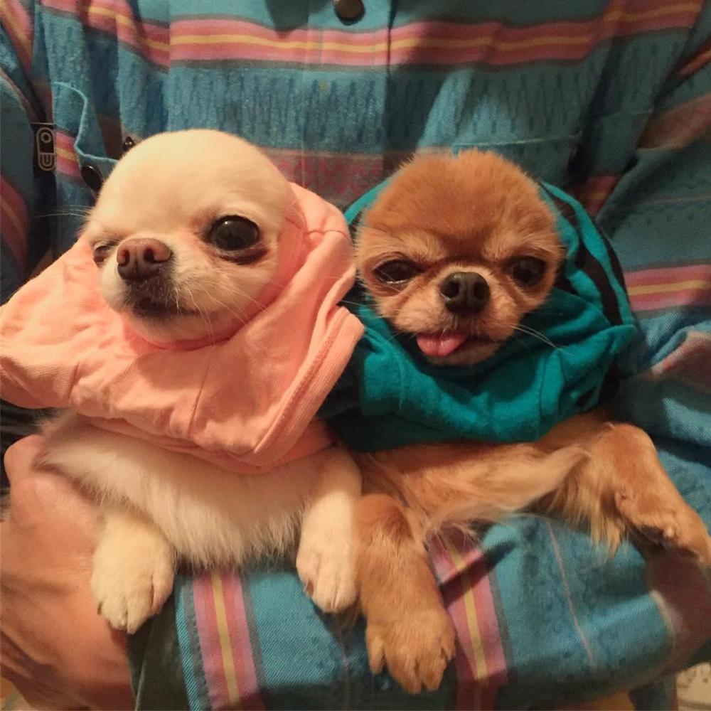 超萌吉娃娃"沉没式昏睡", 爆笑表情完全就是早上爬不起来的你!