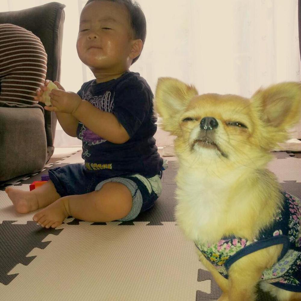 超萌吉娃娃"沉没式昏睡", 爆笑表情完全就是早上爬不起来的你!