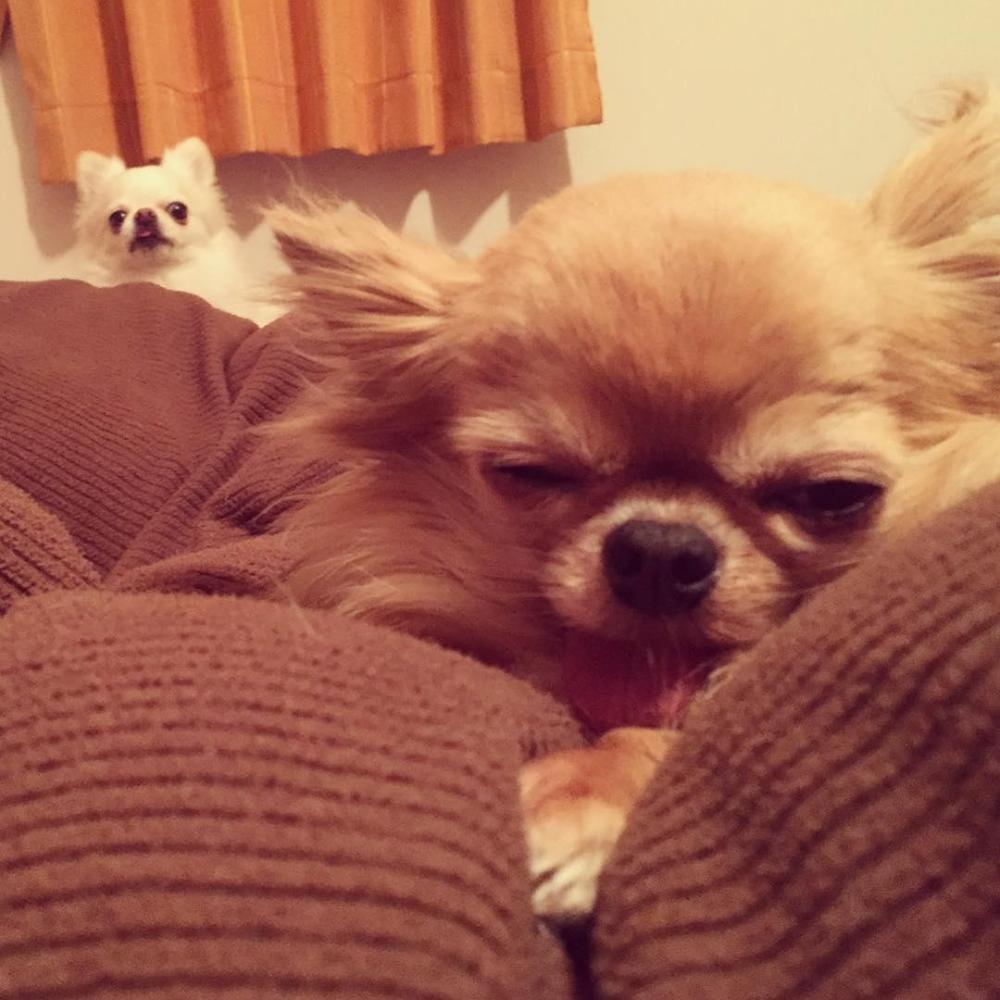 超萌吉娃娃"沉没式昏睡", 爆笑表情完全就是早上爬不起来的你!