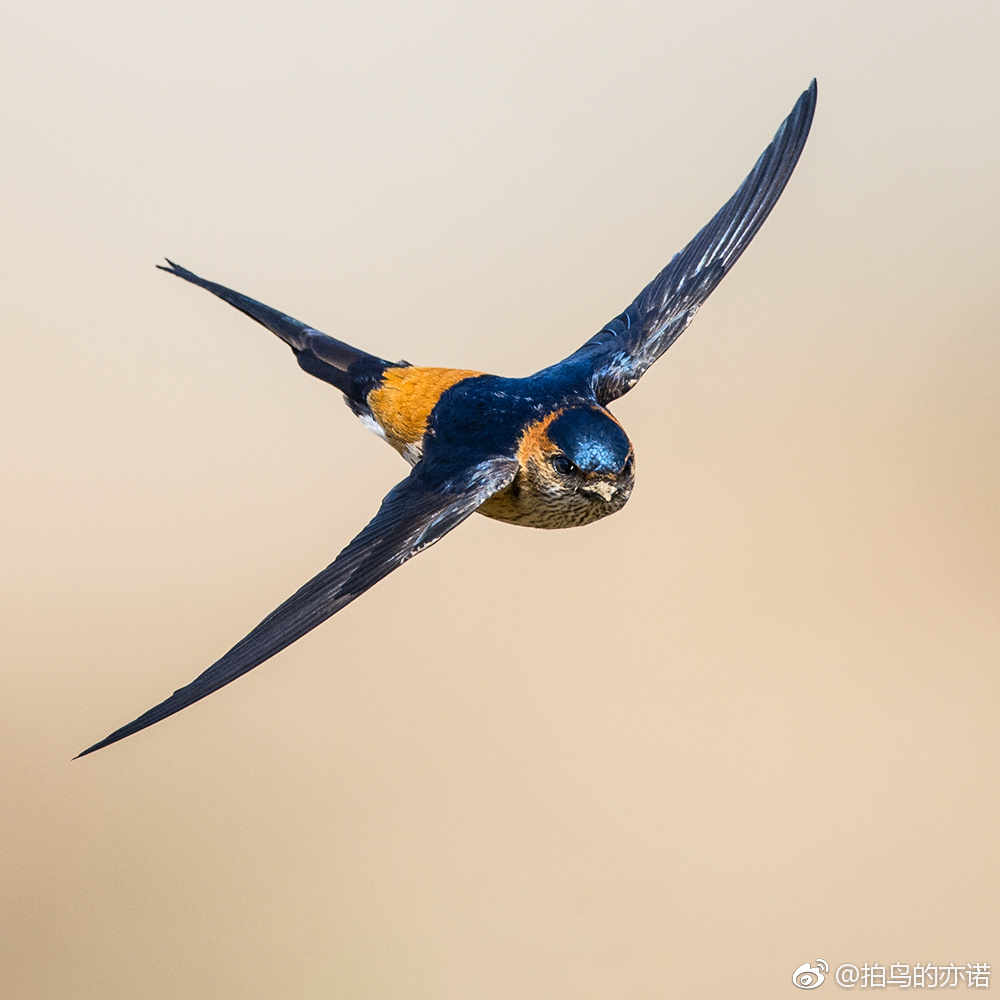 劳动节快乐|燕子|金腰燕|鸟类_新浪新闻