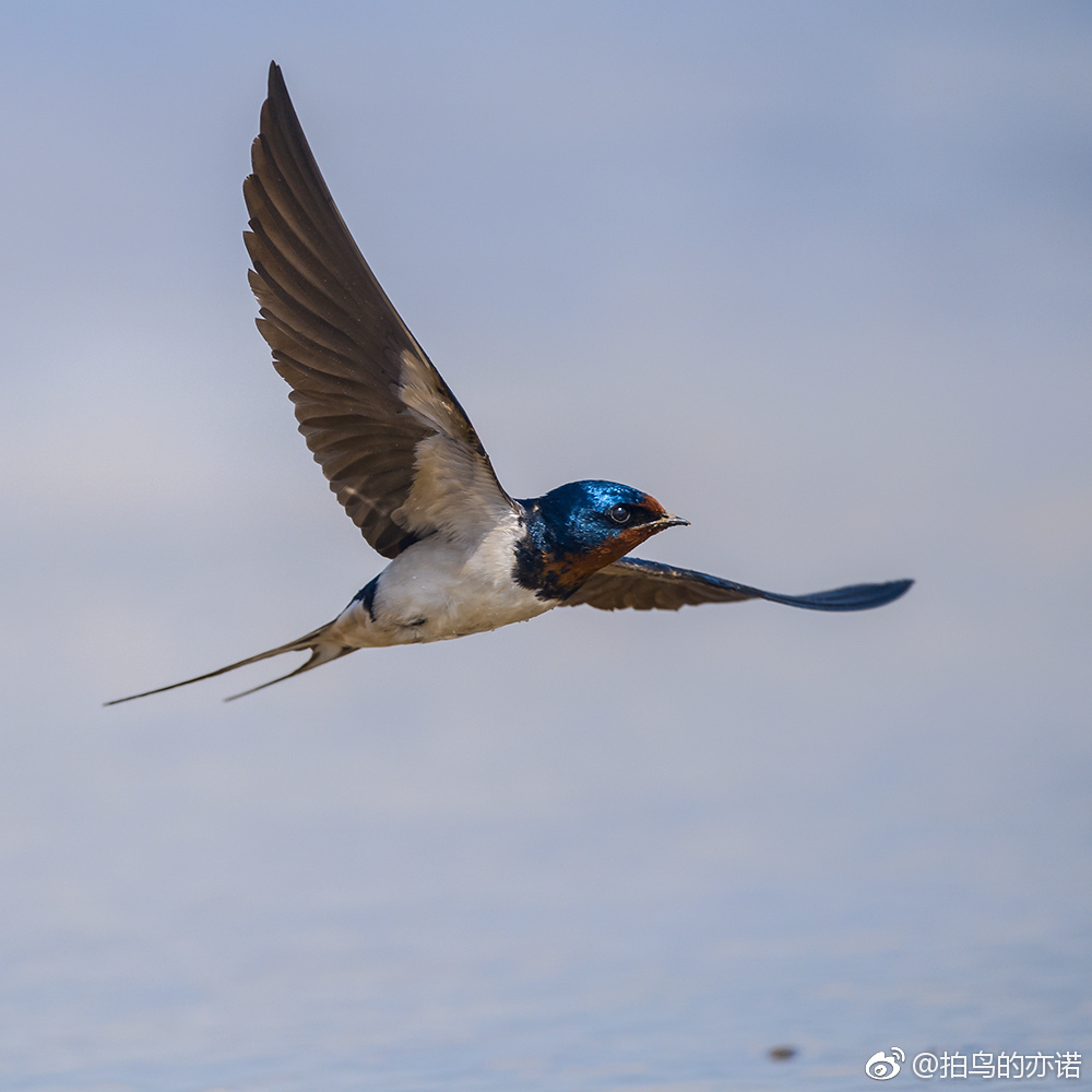 劳动节快乐|燕子|金腰燕|鸟类_新浪新闻