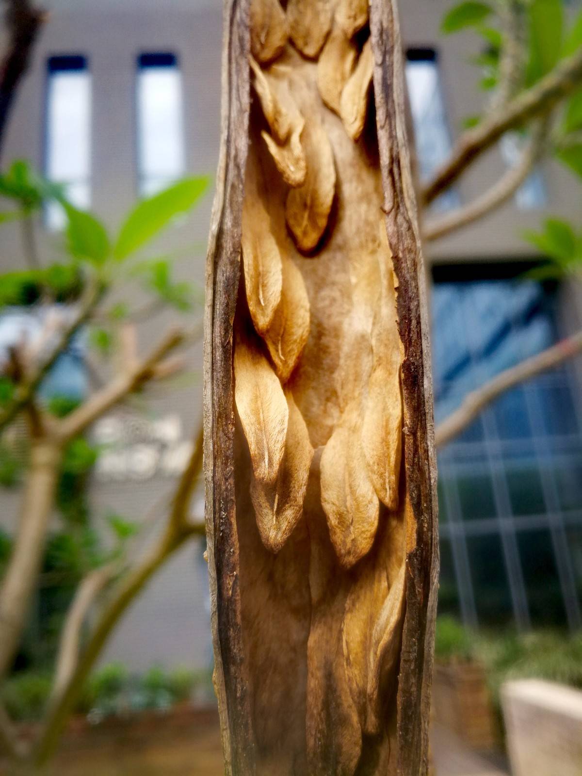 鸡蛋花结果了啦酷似羊角的果实居然能从春节挂到现在极其罕见