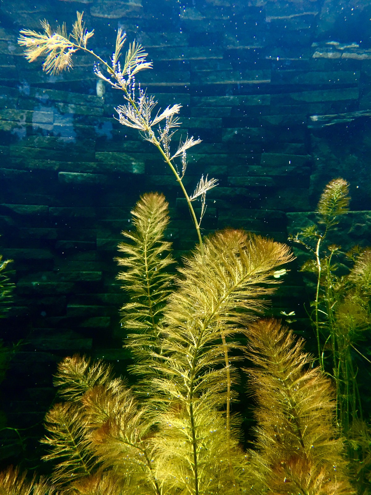 沉水植物品种图片