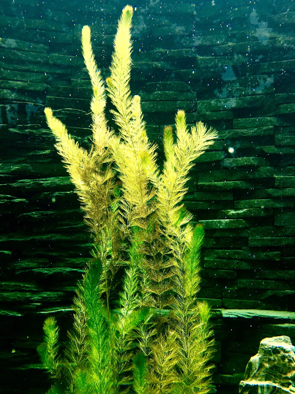 【美丽的海洋植物---珊瑚摄影图片】广州市生态摄影_冰山雪莲_太平洋电脑网摄影部落