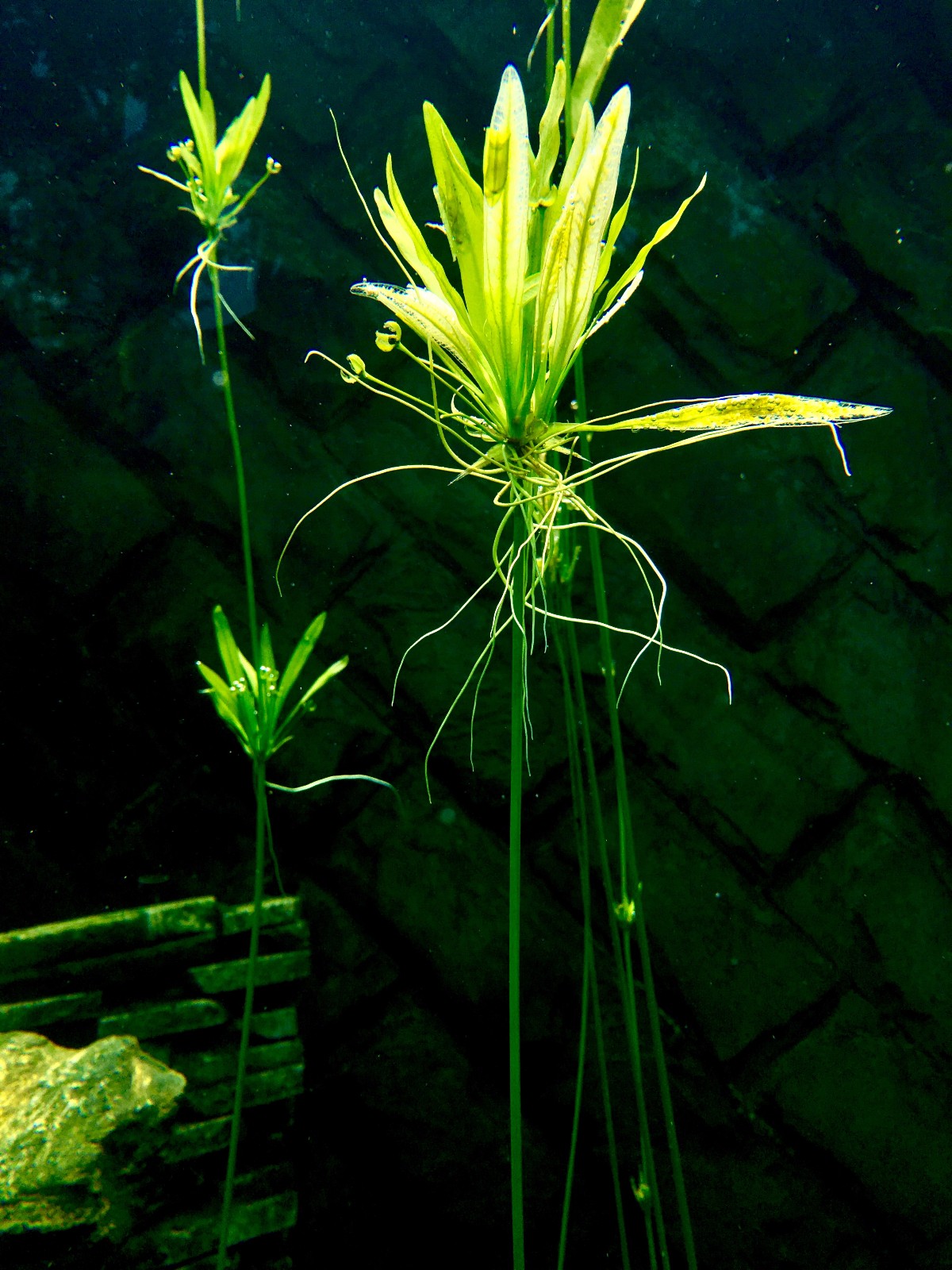 神奇有趣的沉水植物