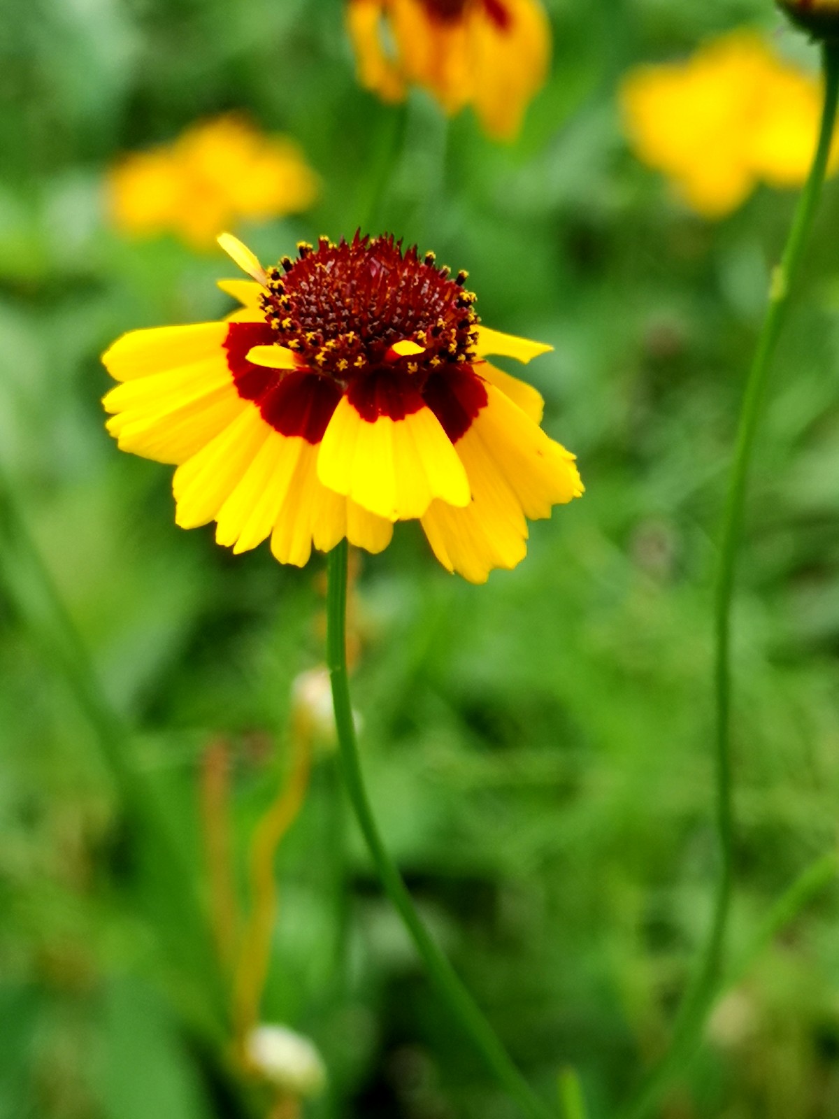 恳切的喜悦灿烂的人生蛇目菊