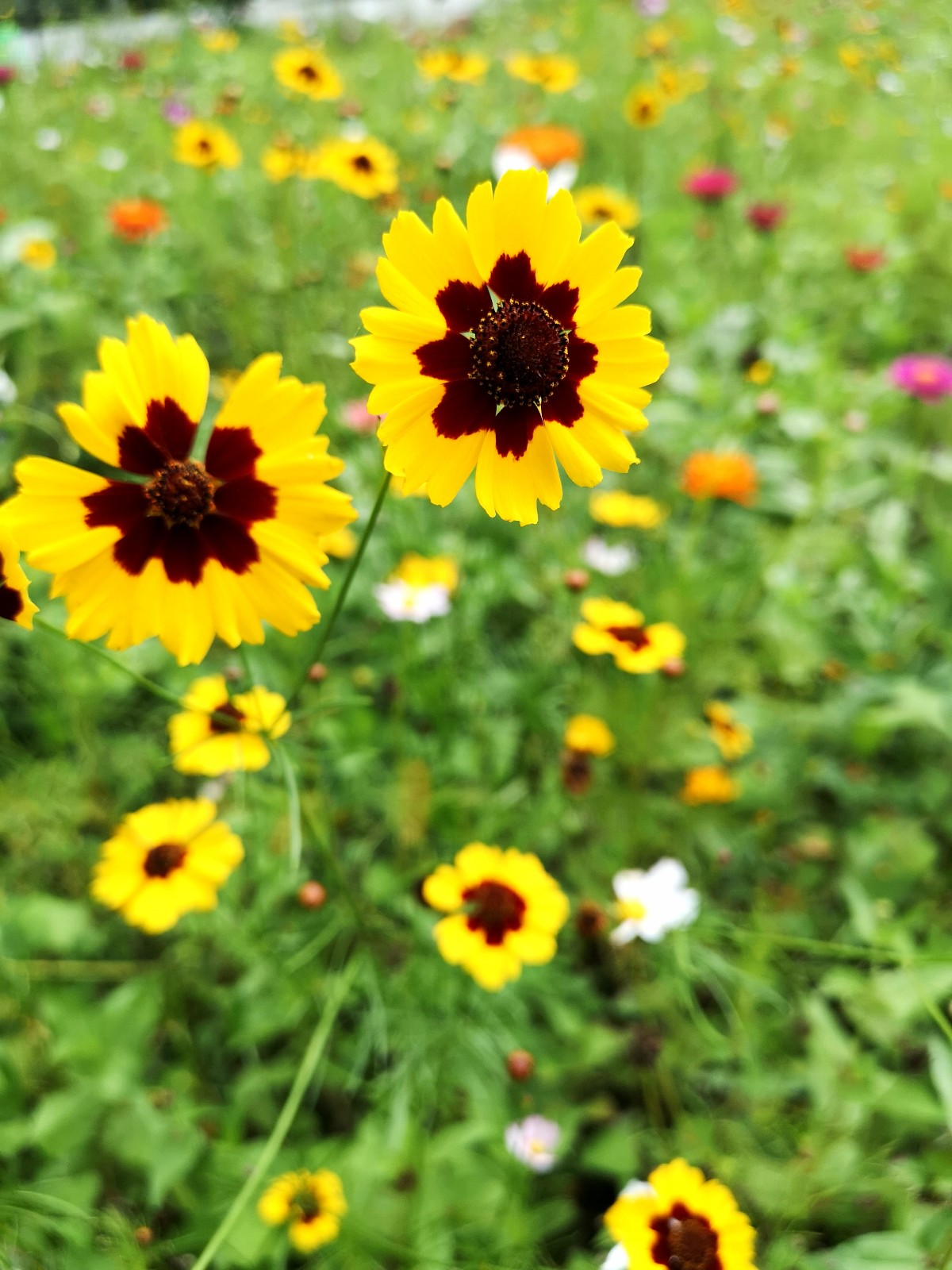 恳切的喜悦、灿烂的人生——蛇目菊 |蛇目菊|人生|卵形_新浪新闻