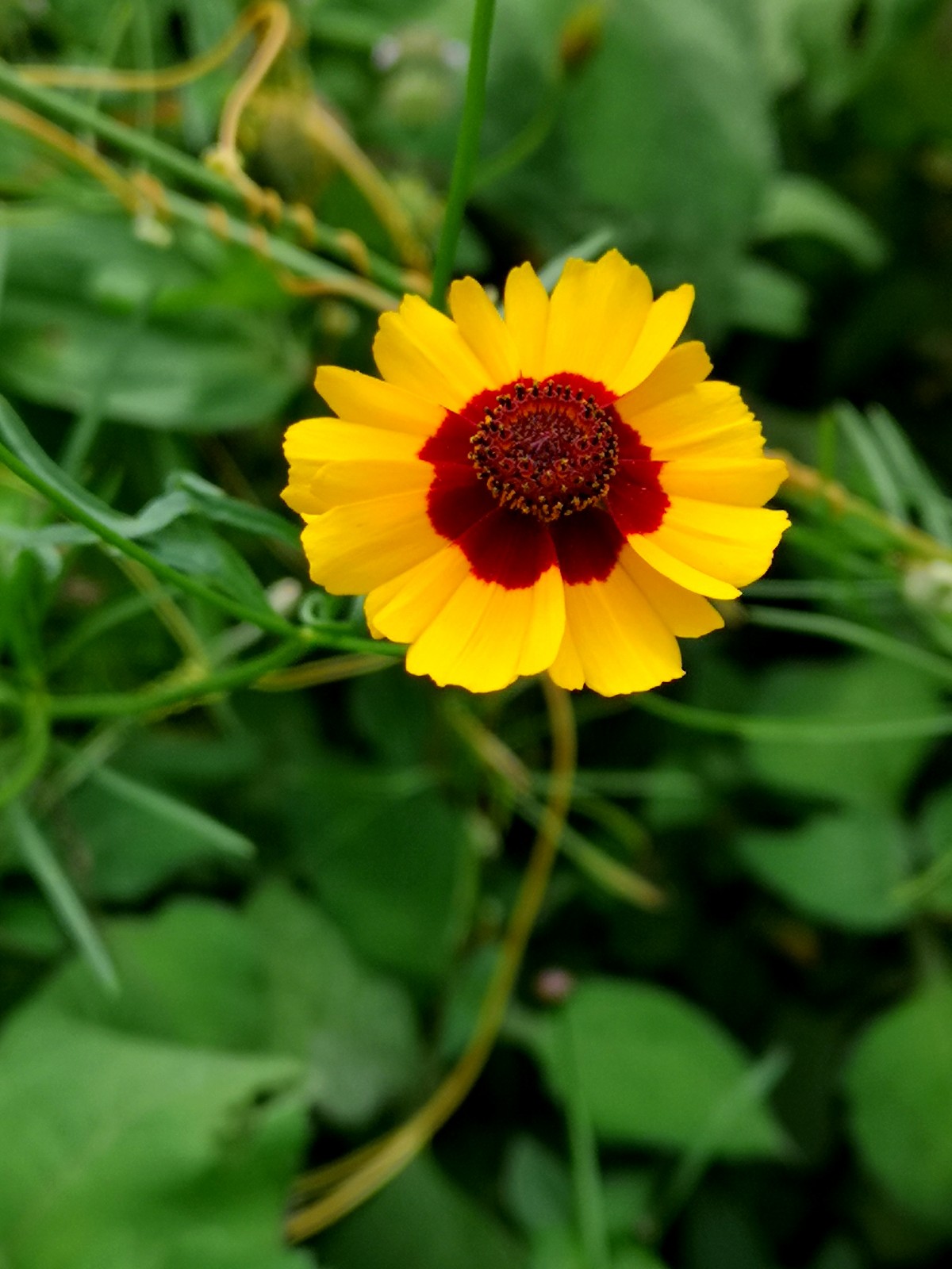 恳切的喜悦、灿烂的人生——蛇目菊 |蛇目菊|人生|卵形_新浪新闻