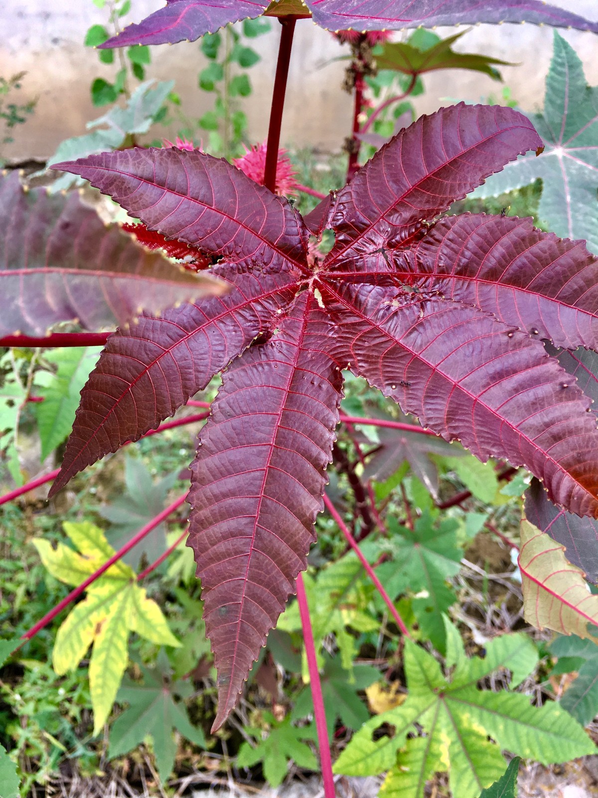 漂亮的红色蓖麻果实