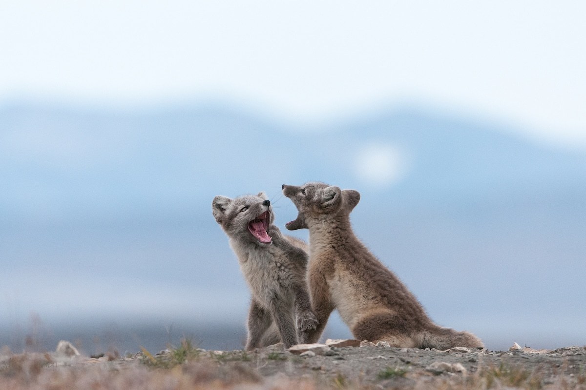 野生北极狐的坚韧和力量俄罗斯野生动物摄影师sergeygorshkov