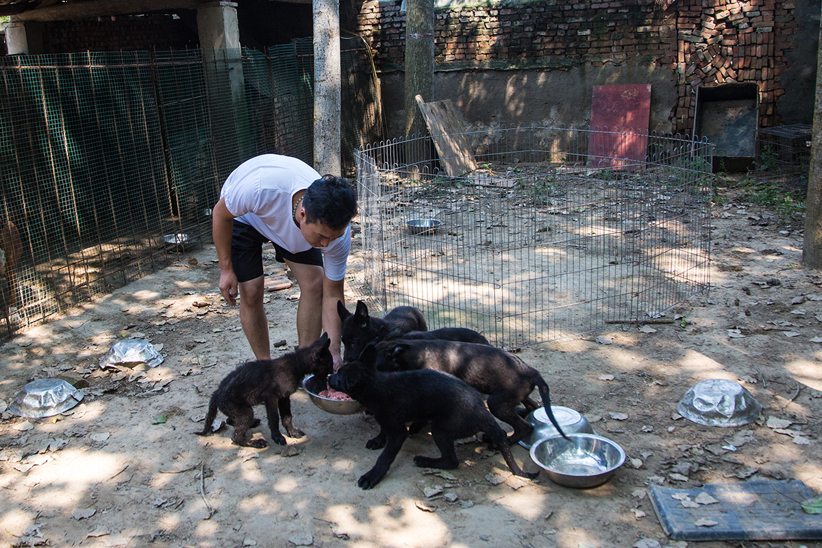 农村小伙养殖东德牧羊犬年入四十万,喂食鸡和鱼肉