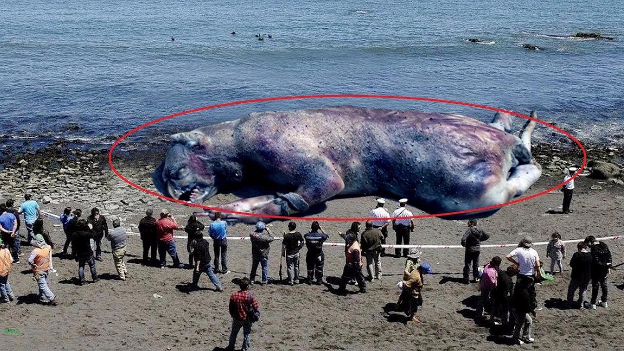 10大被冲上陆地的神秘海怪!