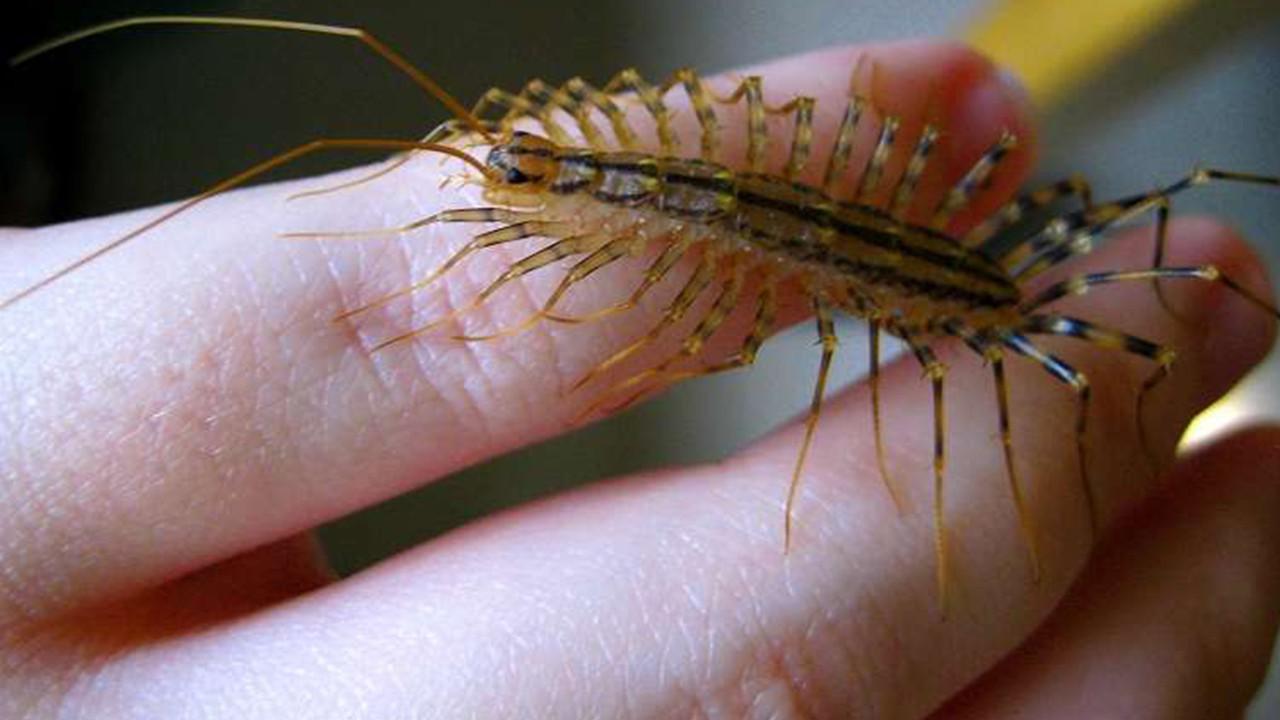 蚰蜒是不是害虫,毒性大不大?看完要当心了