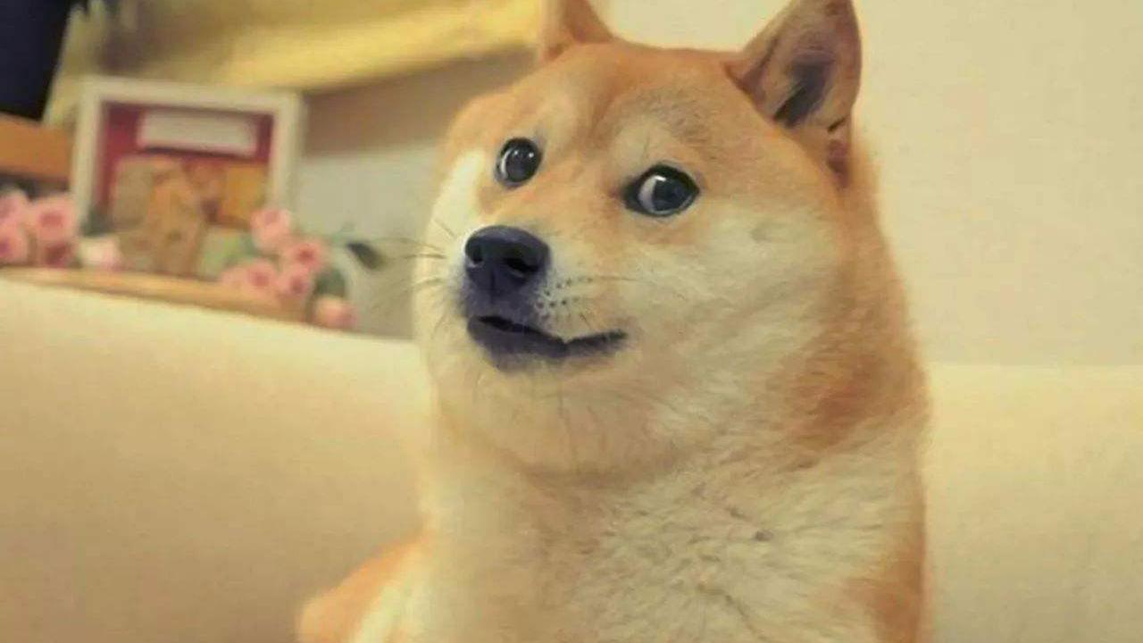 一只会笑的柴犬,人说话它都听得懂,聪明程度惊人!