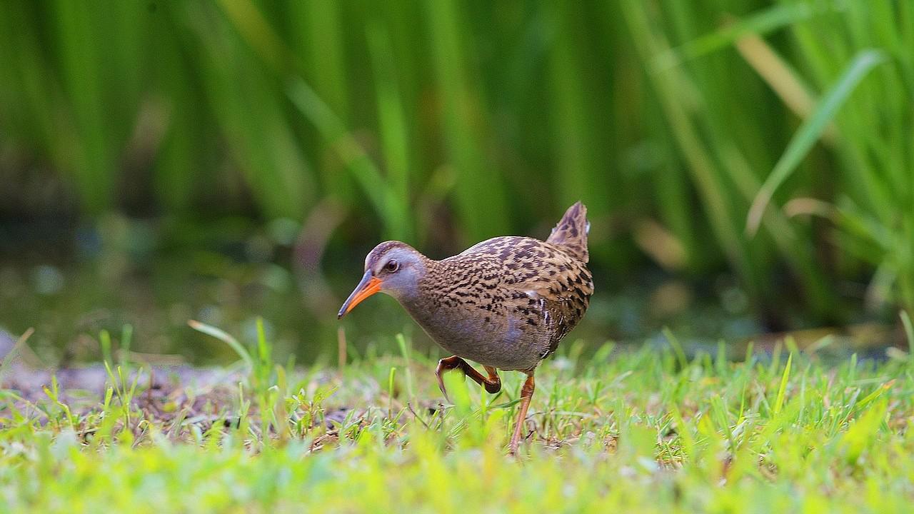 农村水田中的秧鸡那么多,为什么老人却不让抓?今天可算知道了