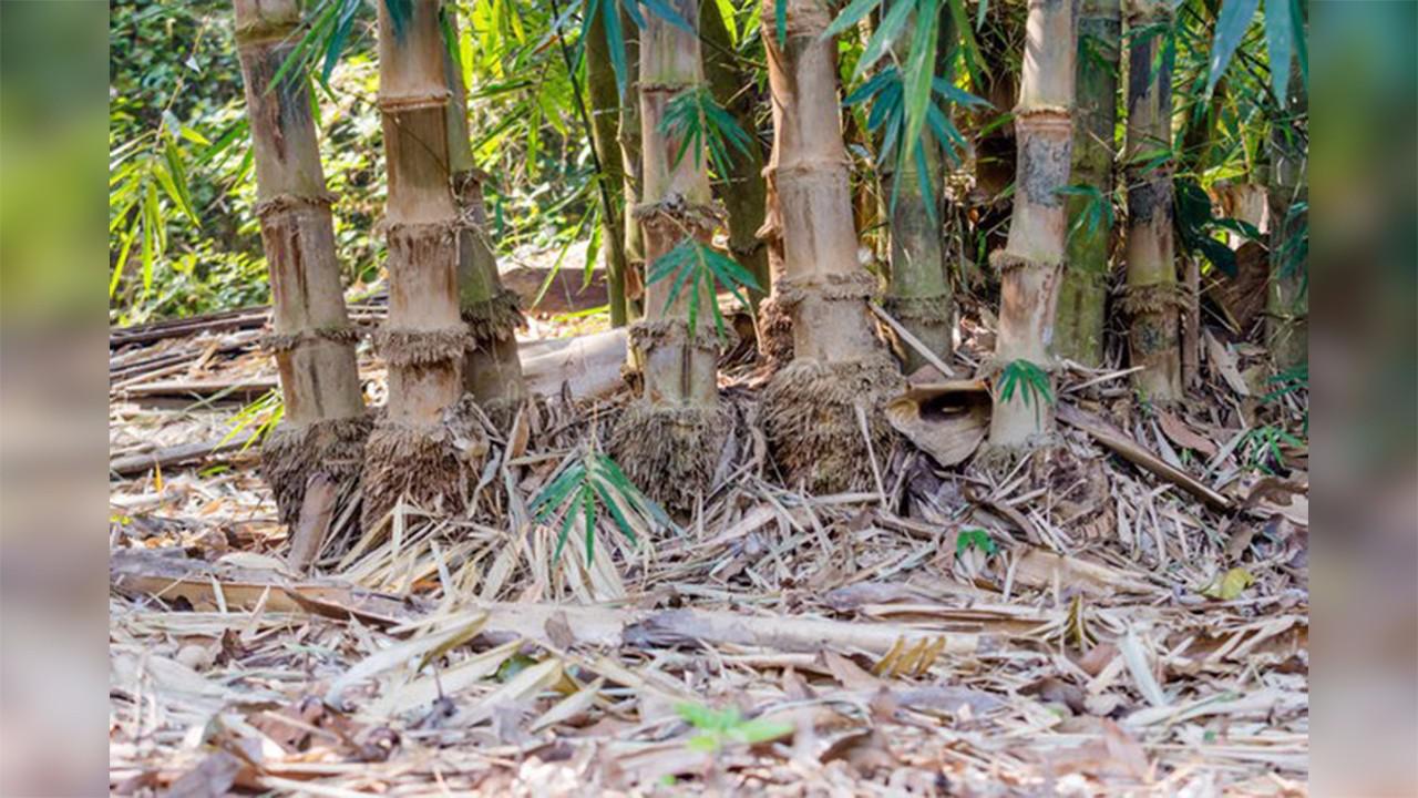 有的农村老人在竹子根上撒芝麻,原来有大用途!为老人智慧点赞