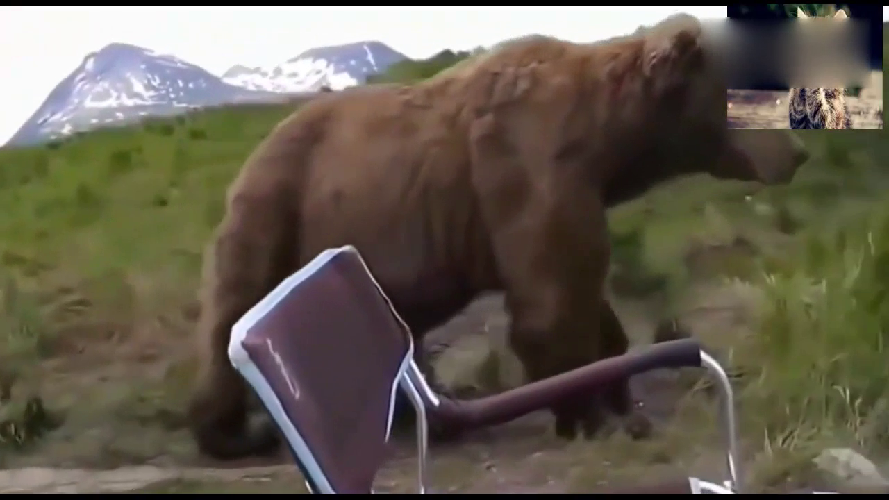 俄罗斯的熊很怕人?他们以狩猎棕熊为兴趣,事实