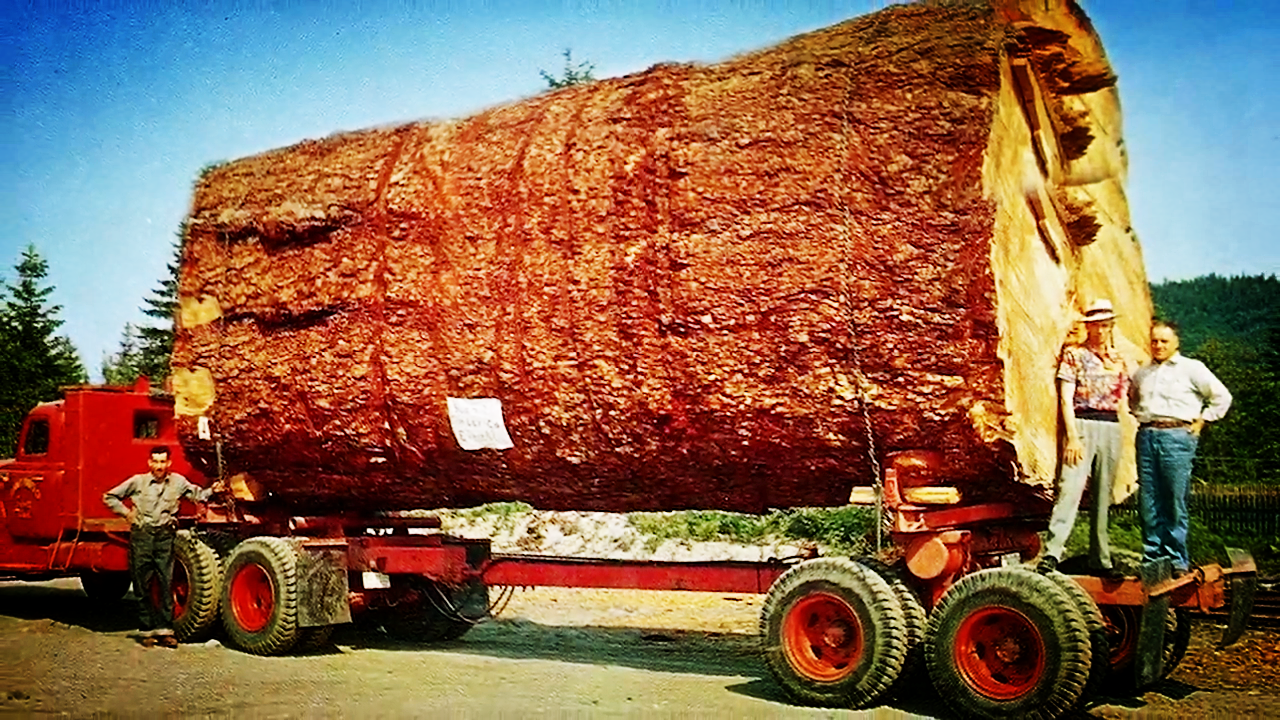 第一次见世界最粗的大树惨遭砍伐,直径足足有2米!