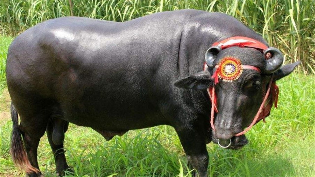 印度最尊贵的牛,身价2.4亿,体长4.3米,每晚必喝一瓶威士忌!|牛|印度|