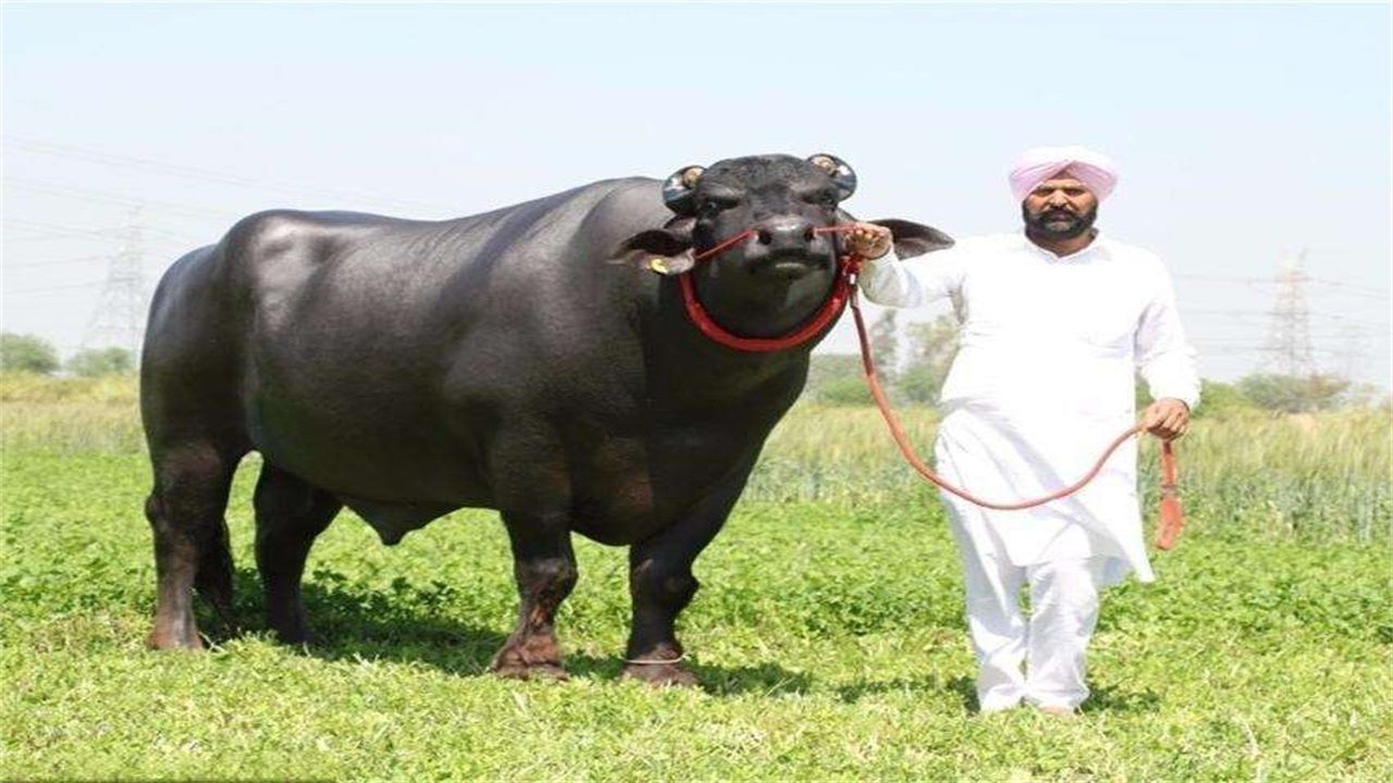 印度最尊贵的牛,身价2.4亿,体长4.3米,每晚必喝一瓶威士忌!