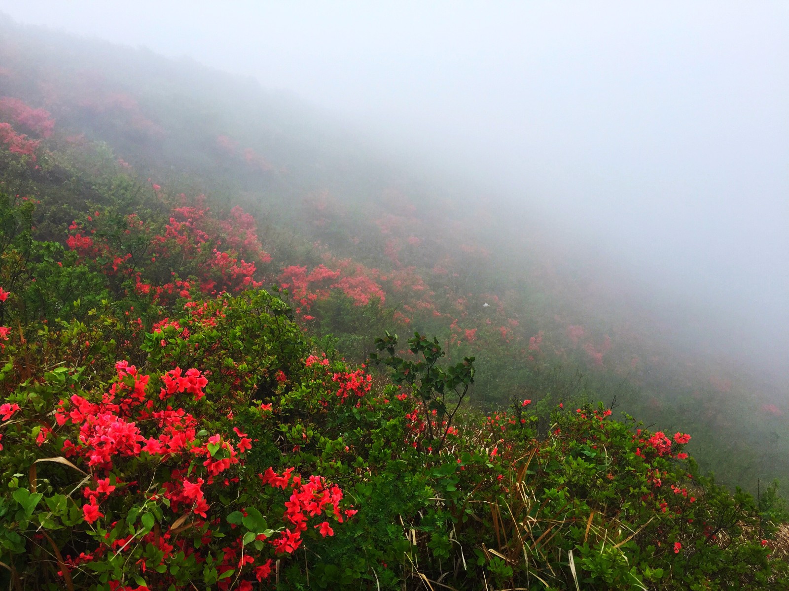 温岭上保山天然野生红杜鹃漫山遍野雾里看花别样的风景29图