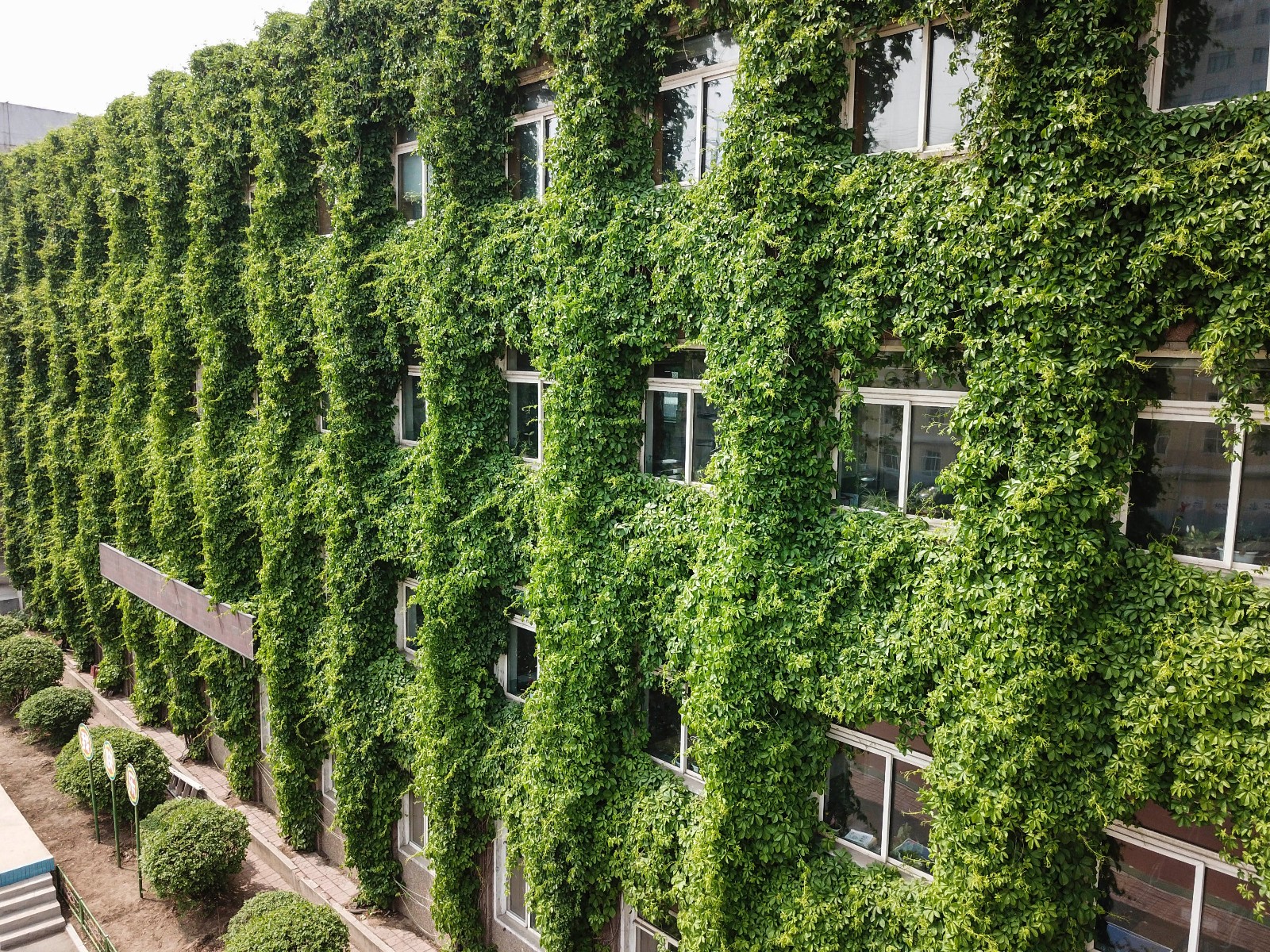 沈阳:爬山虎爬满墙成"绿楼" 碧绿如森林城堡