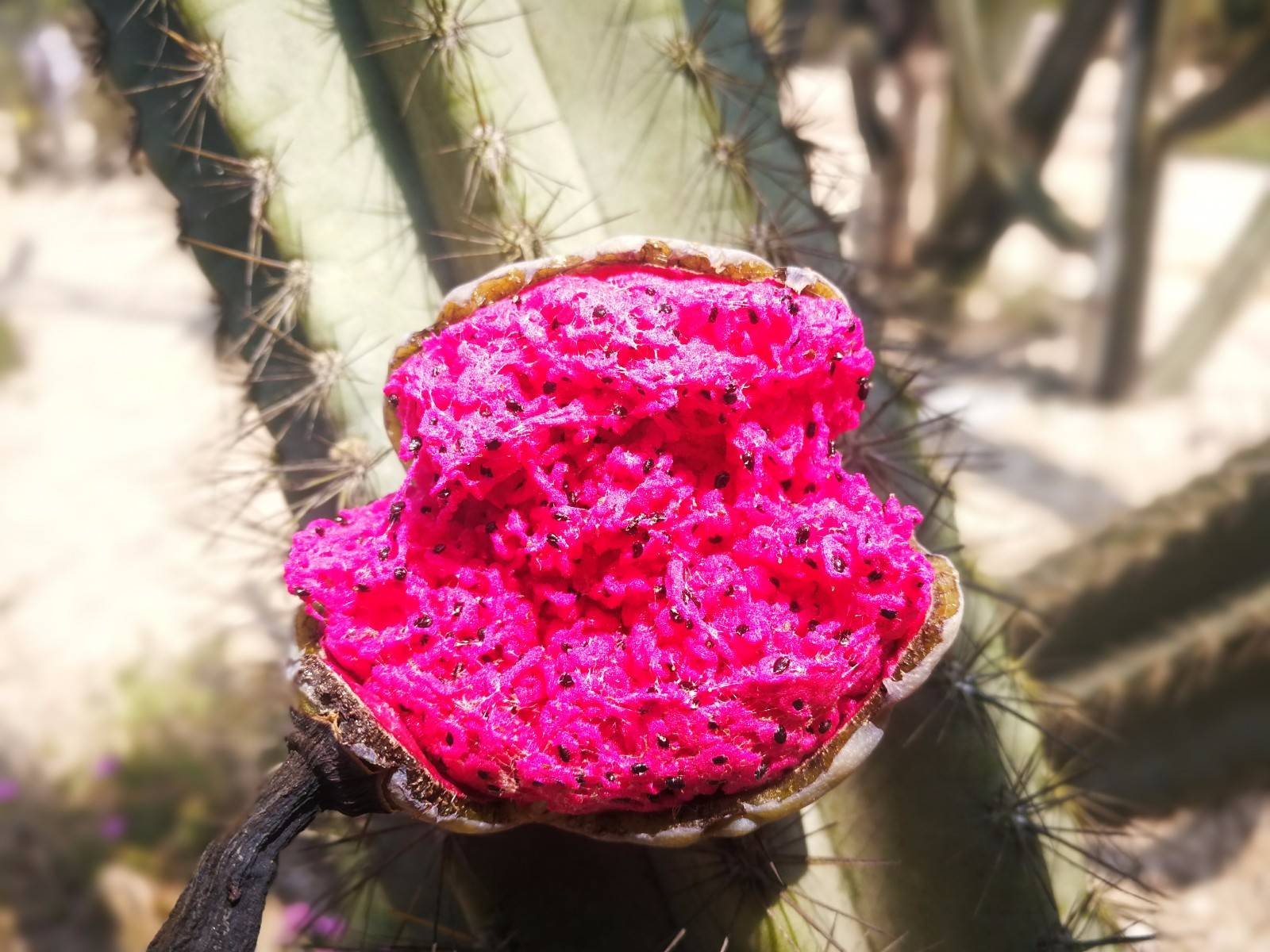 毛骨悚然的蓝柱,开花结果,让你又爱又怕,甚至会让女生们尖叫!