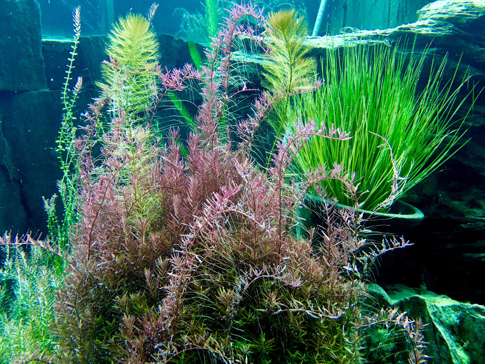 神奇有趣的沉水植物