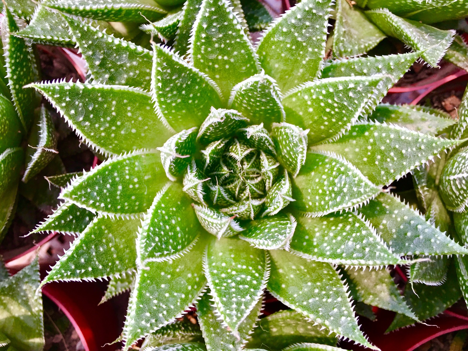 大自然的对称美多肉植物的世界一