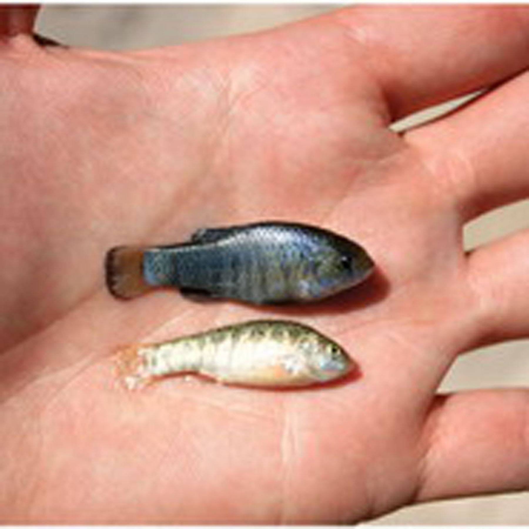 沙漠中唯一生存的鱼!存活了5万年,能忍受特别的"温度"