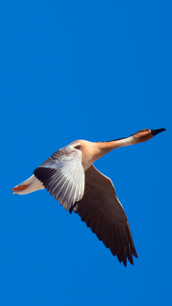 用翅膀煽动一山春色16张高清图带你看北飞的大雁拍于科左后旗