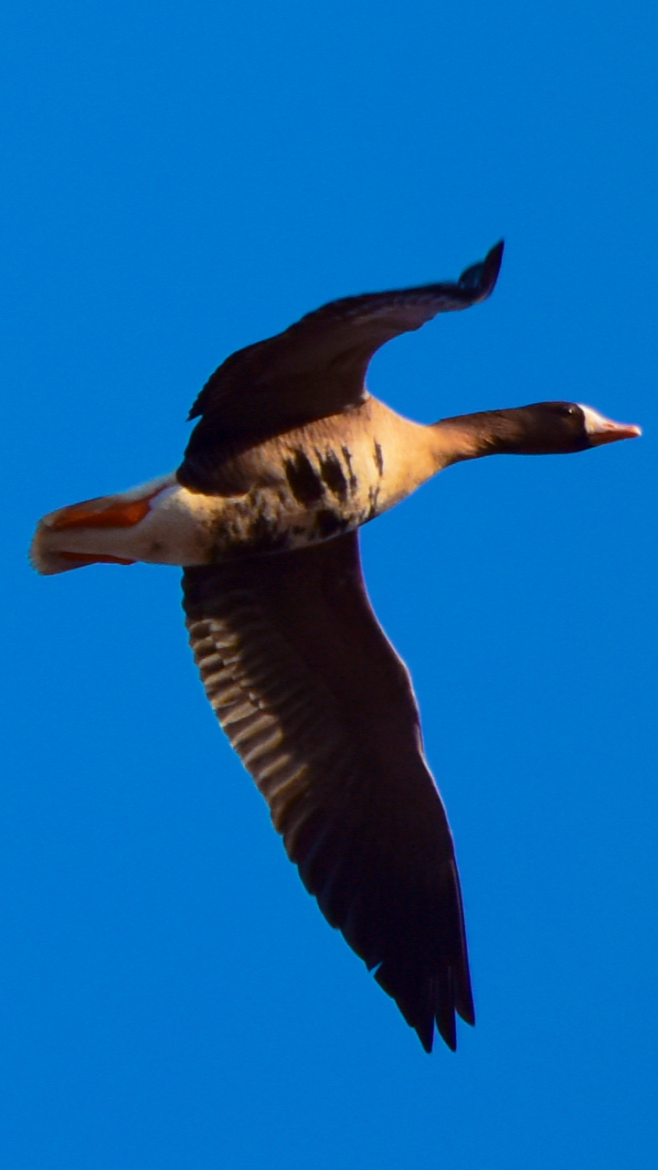 用翅膀煽动一山春色16张高清图带你看北飞的大雁拍于科左后旗