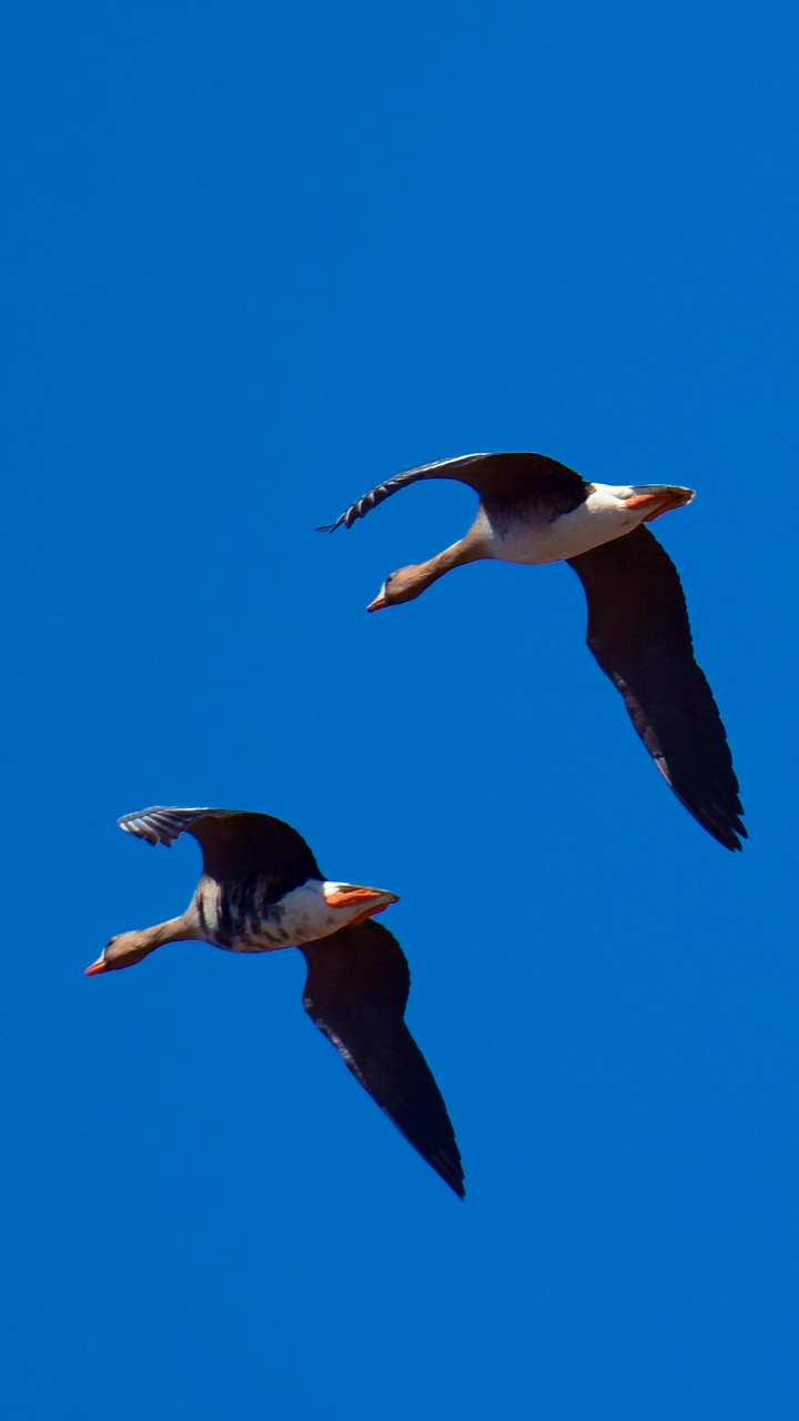 用翅膀煽动一山春色16张高清图带你看北飞的大雁拍于科左后旗