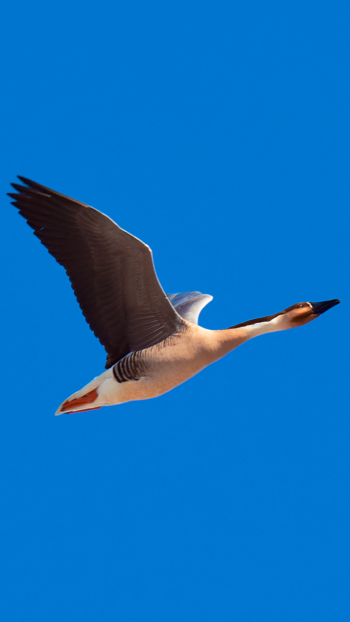 用翅膀煽动一山春色,16张高清图带你看北飞的大雁.拍于科左后旗