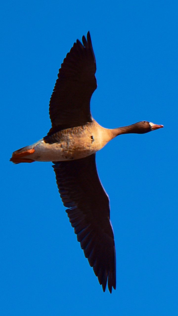 用翅膀煽动一山春色16张高清图带你看北飞的大雁拍于科左后旗