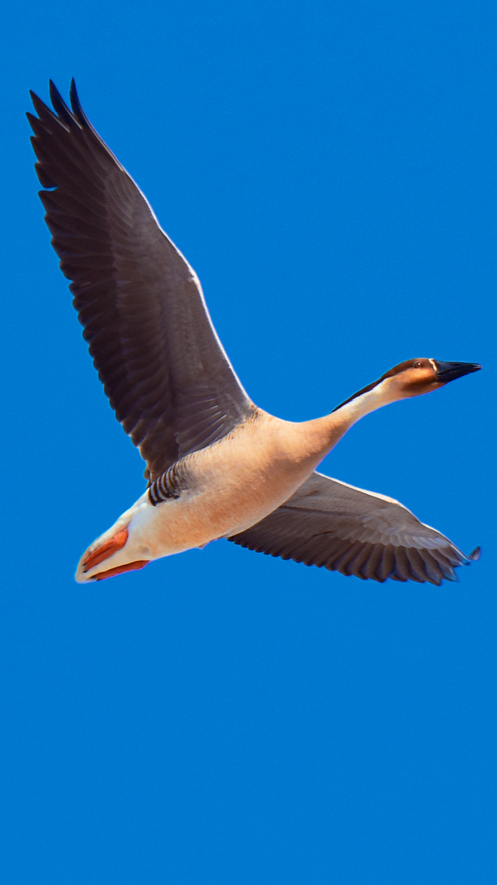 用翅膀煽动一山春色16张高清图带你看北飞的大雁拍于科左后旗