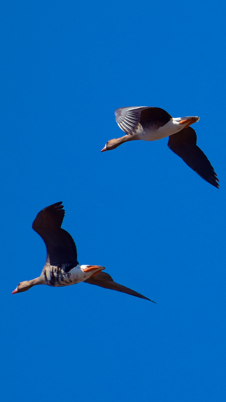用翅膀煽动一山春色,16张高清图带你看北飞的大雁.拍于科左后旗