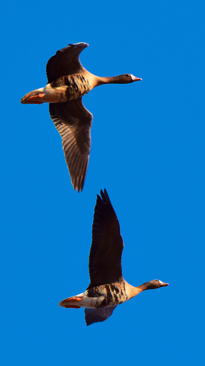 用翅膀煽动一山春色16张高清图带你看北飞的大雁拍于科左后旗
