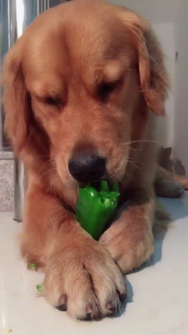 最爱宠物 一只喜欢吃辣椒的狗子,快流眼泪了还在吃!