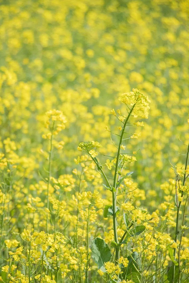 泉州这个地方一大片油菜花正绽放!美爆朋友圈!