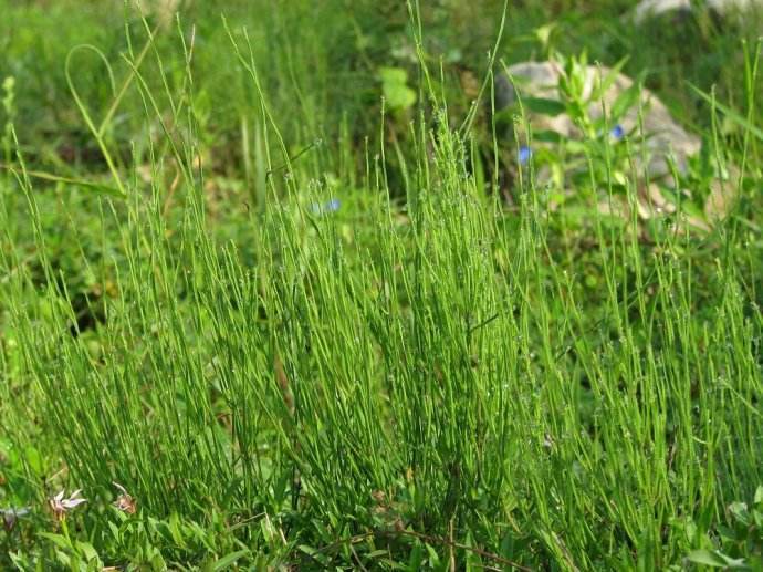 这种"草",人称"节节高",长得遍地都是,市场卖10块1斤