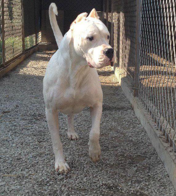 让野猪都心惊胆战的杜高犬,打猎的终极伴侣,猎犬杜高犬训练方法