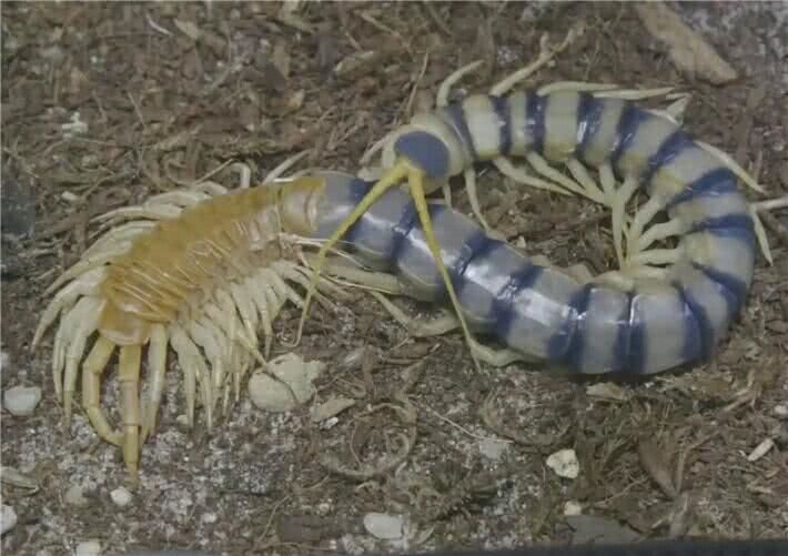 男子打扫祖屋时,发现蓝白的东西,凑近看后,男子无法淡定|蜈蚣|祖屋