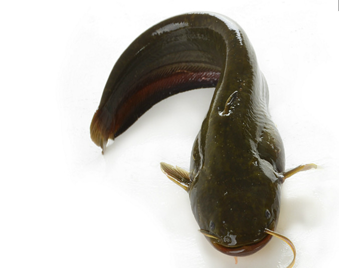 鲇鱼同鲶鱼,又叫土鲇,是鲇科中分布最广的鱼类.