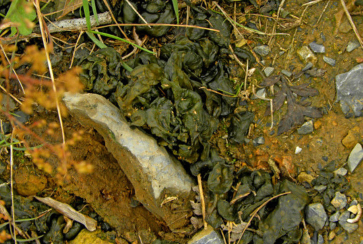 农村这种野菜,专长在石头上,打雷下雨后才有,人称"雷公菌"!