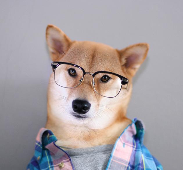 狗模人样 当柴犬穿上衣服 帅呆了