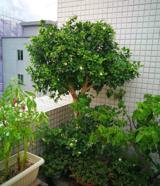 九里香不开花它有3怕讨好它一年开6次爆花停不下