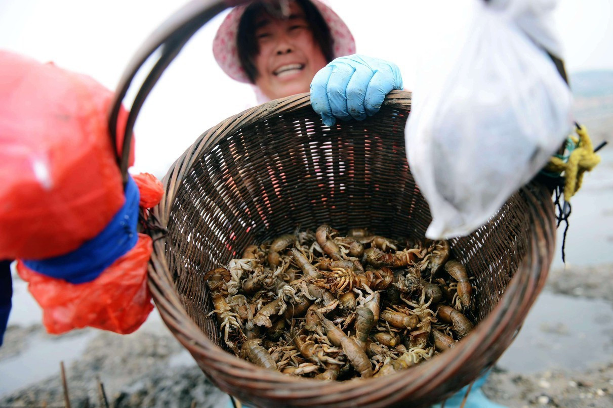 用写字的笔钓蝼蛄虾子,1天钓6斤,渔民说太爽啦