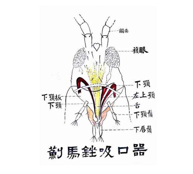 因为它有着自己所特有的"凶器"——锉吸式口器